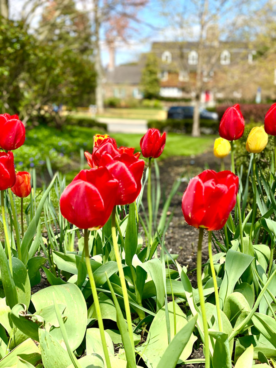 tulips outside