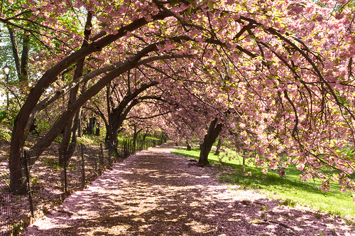 Cherry-Blossoms1