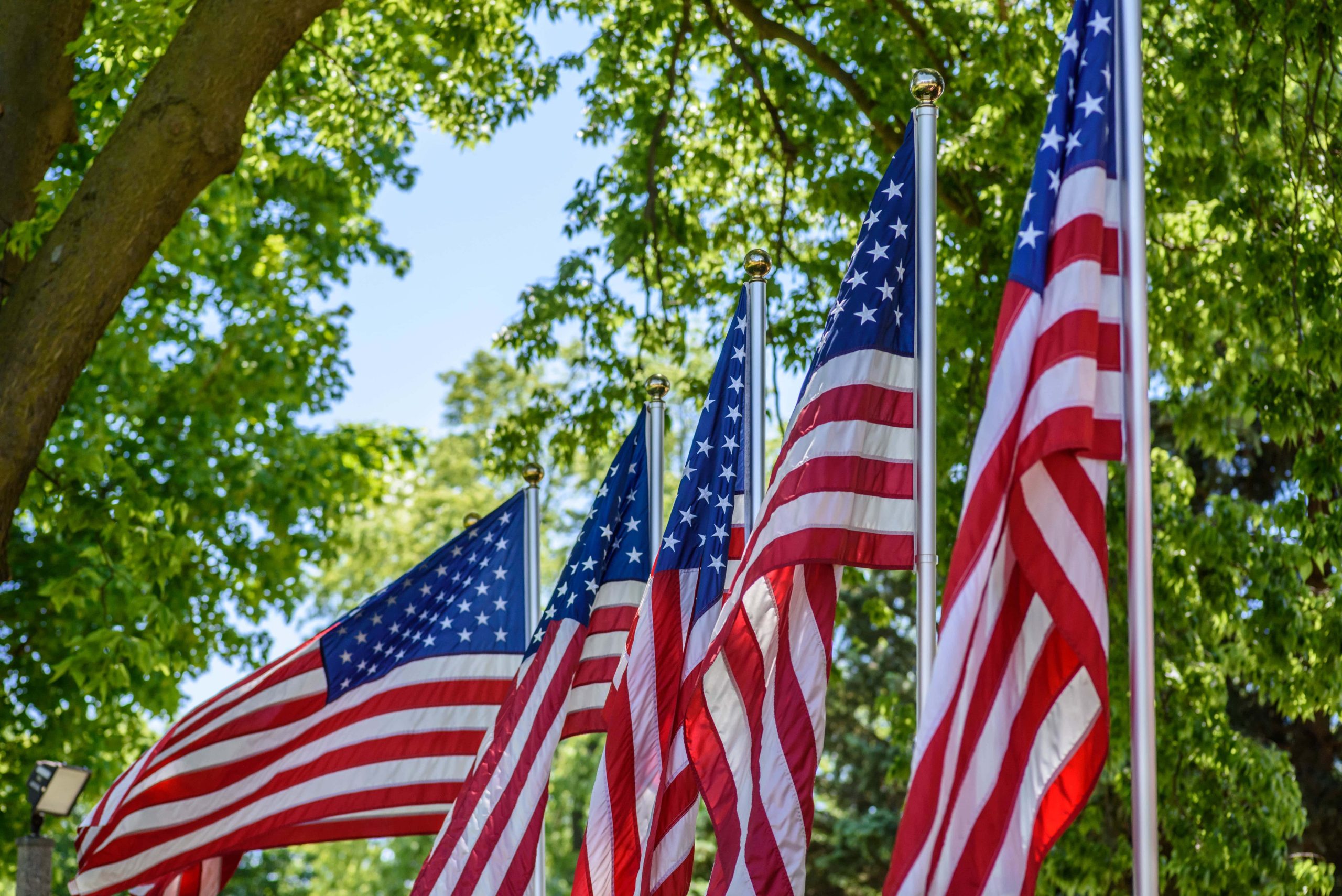 American flags blowing in the wind amongst trees