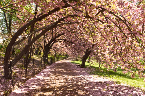 Cherry Blossoms | Nassau Inn | Visit Princeton, New Jersey