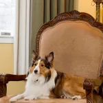King Room dog on chair